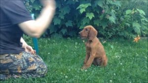 Щенок сеттера 2,5 месяца выполняет команды по жестам и голосу.