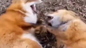 Как смеются лисички