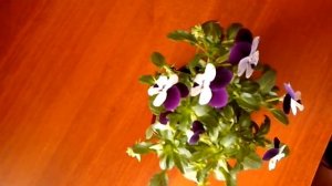 Цветение Миниатюрных Анютиных глазок дома. Flowering Pansy home.