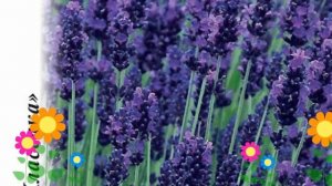 Лаванда (Вознесенская 34). Краткий обзор: Лаванда описание характеристик, где купить семена