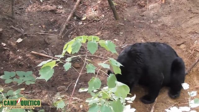 Camp Quetico Bear Hunt смотреть онлайн