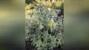 ДИЕРВИЛЛА  (DIERVILLA)  сем. Жимолостные