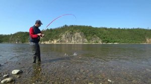 БЕШЕНЫЙ КЛЕВ ГОРБУШИ НА ОЛЕ!!!