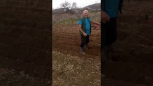 Сажаем картошку под два окучника , мотоблок фермер.