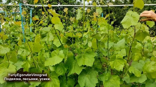 ? От ЭТОГО меньше БОЛЕЗНЕЙ на винограде. Что делать во время ЦВЕТЕНИЯ с побегами, ПАСЫНКАМИ, УСАМИ смотреть онлайн