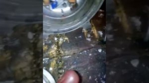 СРЕЗАЛО шпонку коленвала бензопилы дружба,а коленвал в идеале!!!!!!