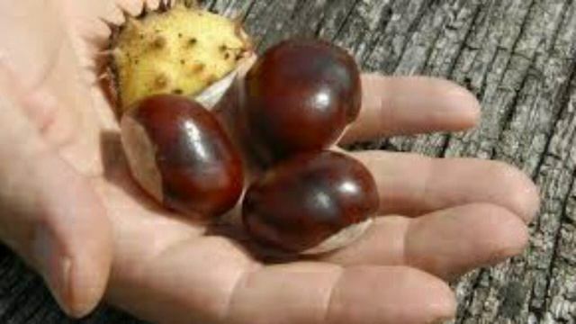 КАШТАН под ПОДУШКУ!Зачем НУЖНО собирать КАШТАНЫ ОСЕНЬЮ?Ты будешь В ШОКЕ от этой информации!!! смотреть онлайн