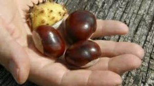 КАШТАН под ПОДУШКУ!Зачем НУЖНО собирать КАШТАНЫ ОСЕНЬЮ?Ты будешь В ШОКЕ от этой информации!!!