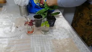 Посадка колеуса осенью в горшок