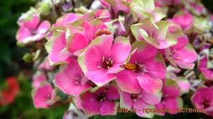 Флокс метельчатый Ауреоле (phlox paniculata) ? Ауреоле обзор: как сажать, рассада флокса Ауреоле