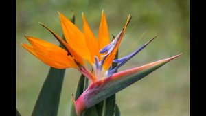 Стрелиция королевская