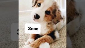 Как можно назвать щенка (мальчика)