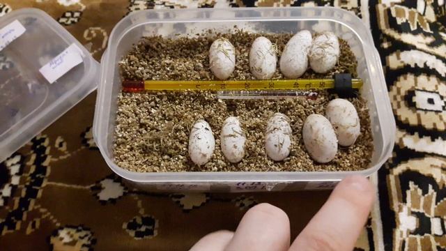 ?Инкубирование яиц эублефара.Часть 1 смотреть онлайн