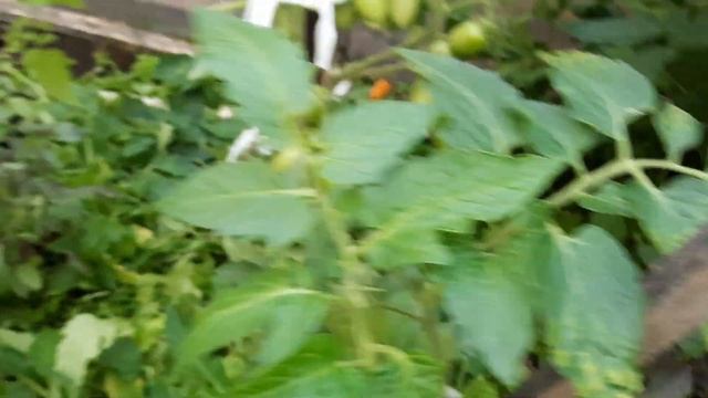 Работаю с уличным томатами. Томат Нижегородский кудяблик и Мороз батюшка. Удивили завязью и вкусом. смотреть онлайн