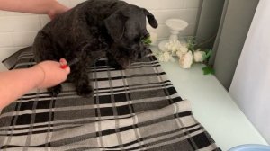 Уход за шерстью шнауцера . dog grooming