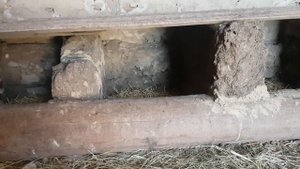 Самый бюджетный вариант разведения гусей