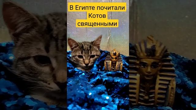 В Египте почитали Котов священными. Царственный Египетский Кот голубых кровей.