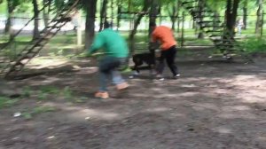 Доберман Ада на защите, доберман, доберман атака