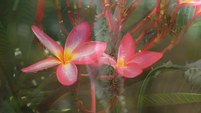 УЛЬТРА РАССЛАБЛЯЮЩАЯ МУЗЫКА для исцеления тела, разума и души ? Музыка для сна, души и тела смотреть онлайн