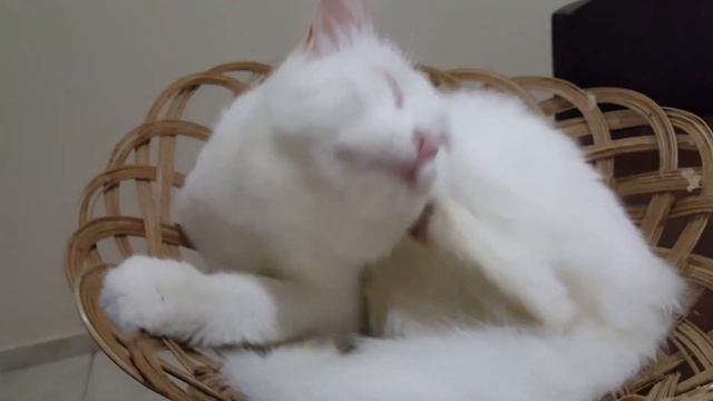 приколы про котов 3с смотреть онлайн