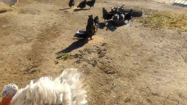 Петухи Мараны// продаю. смотреть онлайн