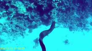 МУРЕНА. Faraana Reef 4*. Египет. Отель Фараана Риф. Декабрь 2016.