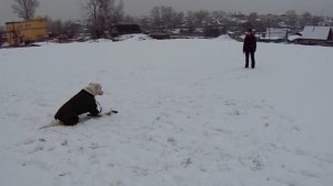 Дрессировка Аргентинского дога, послушание.