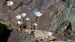 Киргизия. Перевал Телеты (высота 3800 м)