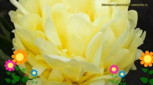 Пион молочноцветковый Голд Мине. Краткий обзор, описание характеристик paeonia lactiflora Gold Mine