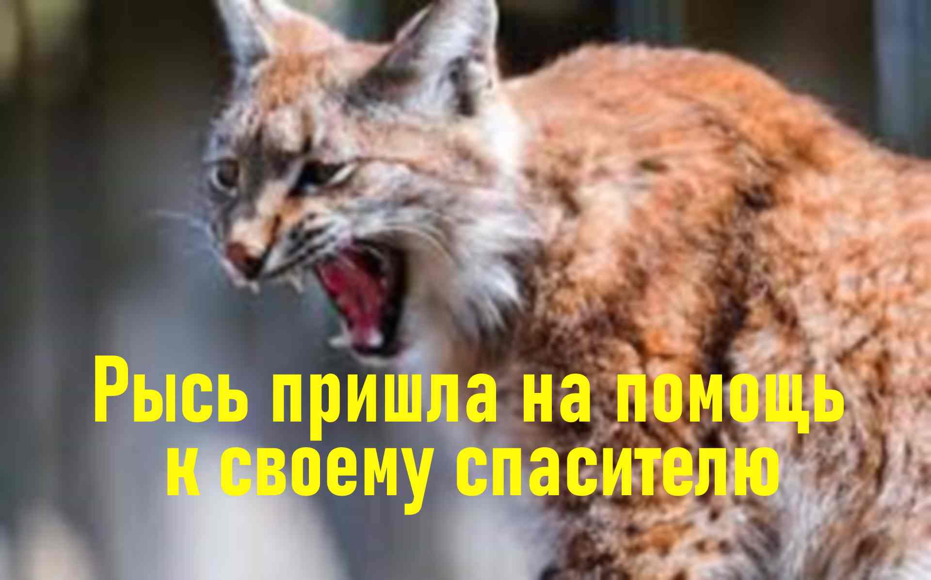 Мальчик не бросил рысь умирать. Интересные истории из жизни животных. Аудио рассказы. смотреть онлайн