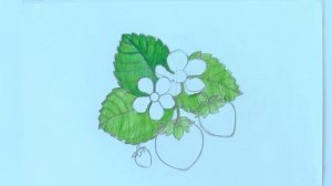 Уроки рисования. Как нарисовать клубнику акварельными карандашами | Art School