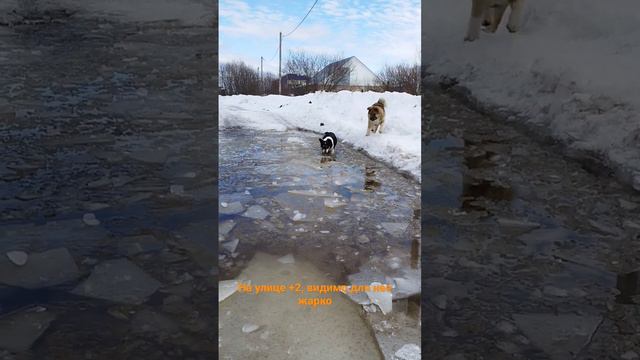 дворняшка 🐕🐶 на льду🌲 собака морж, малинуа, американская акита 🌲🌲