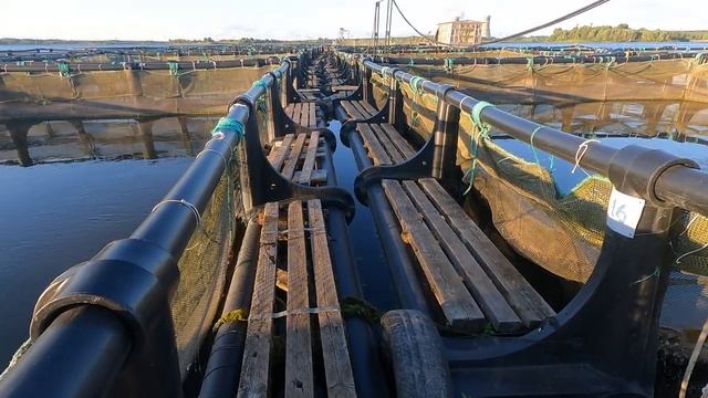 Витамины для Осетра / Цех УЗВ смотреть онлайн