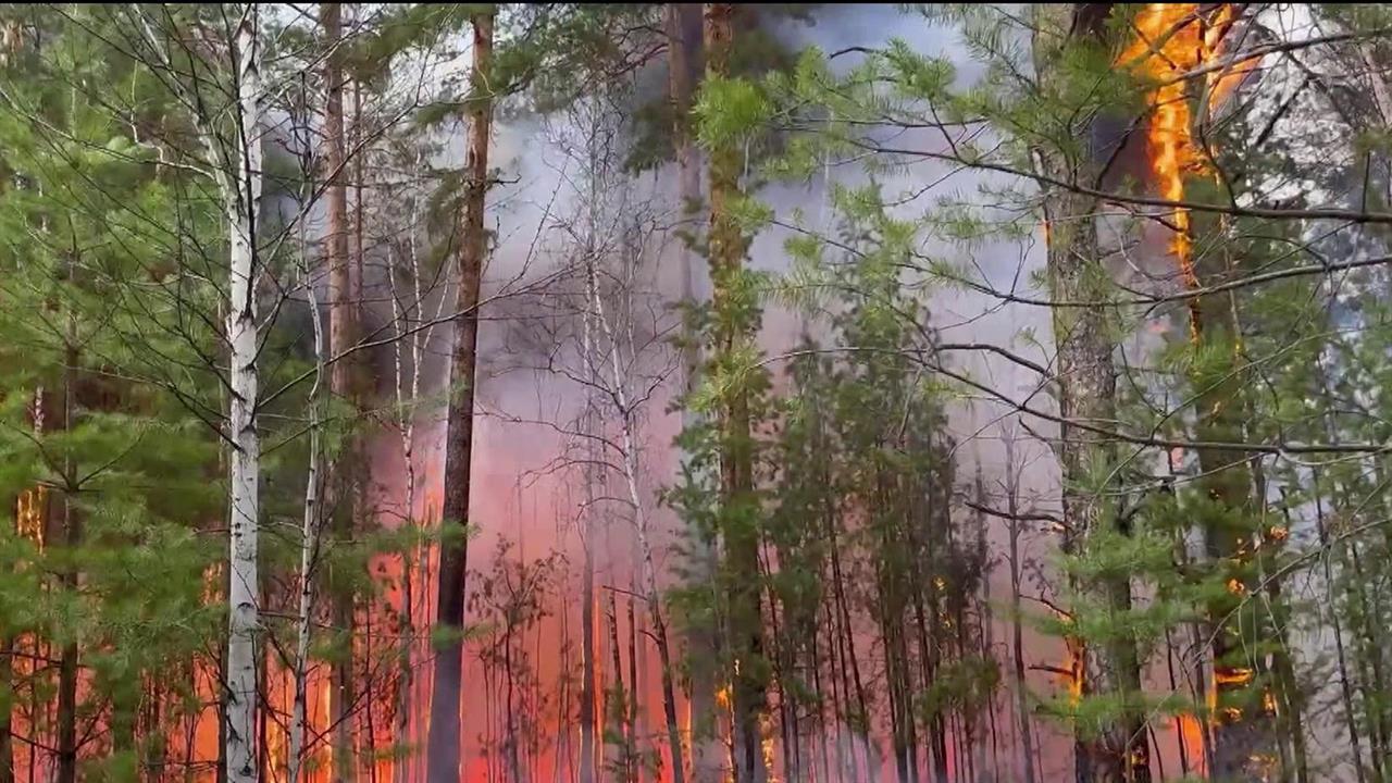 Лес сейчас. Лесные пожары. Горящий лес. Лес России. Лесные пожары в России 2021.