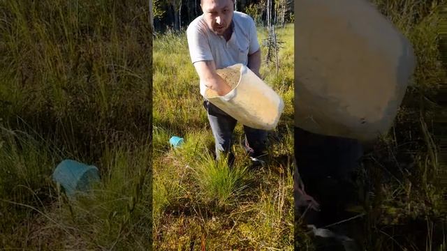 сбор клюквы