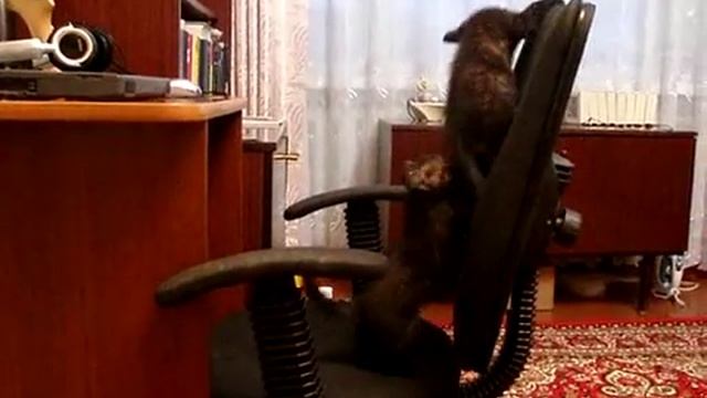 Кошки акробатки смотреть онлайн