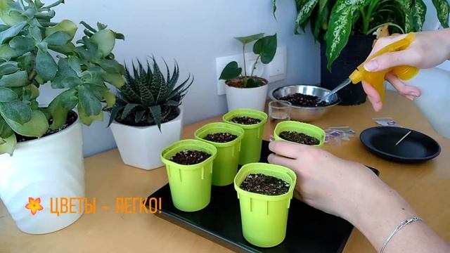 ПЕТУНИЯ - ЛЕГКО! Сажаем семена ампельной петунии