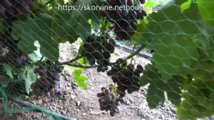 Сорта винограда 2018. Каталония - самая ранняя гибридная форма