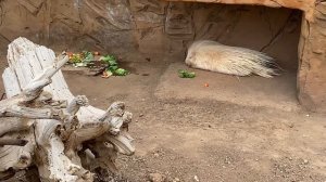 Дикобраз. Porcupine. Puerco espín. Stachelschwein.