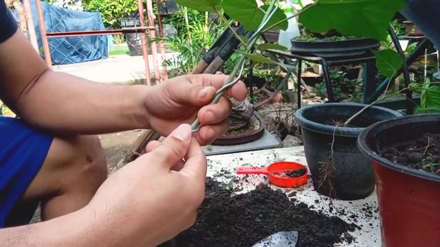 How to Bend a Bonsai (Hibiscus Taiwan ) смотреть онлайн