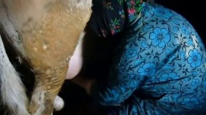 Деревенское хозяйство, корова и теленок.