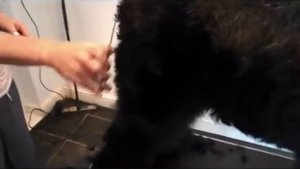 Стрижка Черного Терьера Parikmaherr.ru