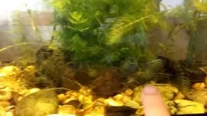 ЛАЙФХАК. Аквариум с природной водой. Навсегда чистая вода. Только долив.