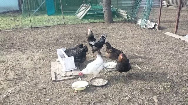 547ЦЕНЫ ОПЯТЬ ВЫРОСЛИПОЛУЧИЛОСЬ С ПЕРВОГО РАЗАЛЕНИВЫЕ ГОЛУБЦЫ