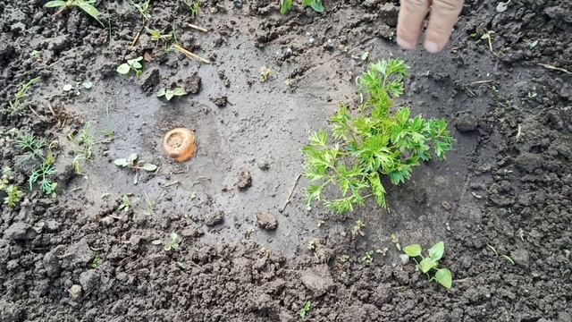 Как получить семена моркови смотреть онлайн