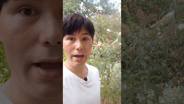 Buddleja davidii, Butterfly Bush care смотреть онлайн