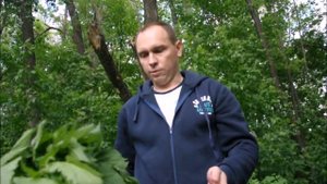 банный лекарь крапива