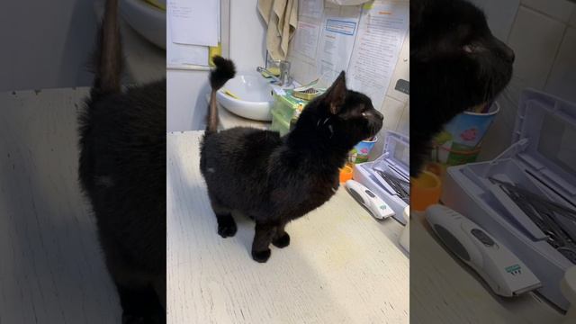 Привет всем от кошечки Стефани, которая находится на лечении в клинике " Рыжий кот". 08.02.2024 смотреть онлайн