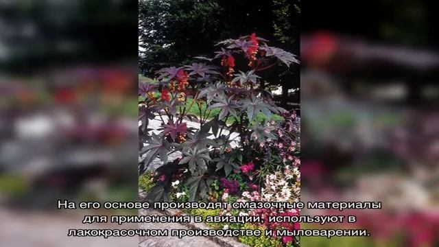 Клещевина в саду: как вырастить вечнозеленое растение (23 фото) смотреть онлайн