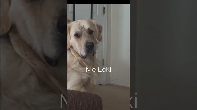 Loki the Golden Retriever watches TV смотреть онлайн